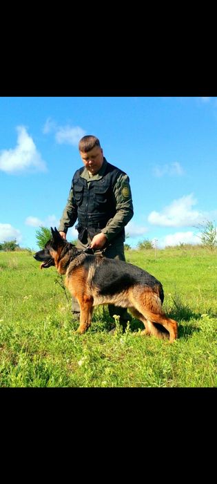 Кобель для в'язки