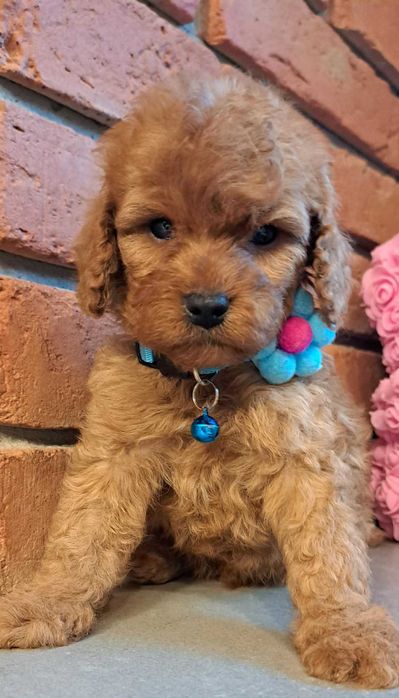 Cavapoo śliczna dziewczynka