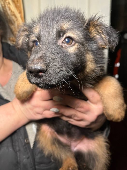 СРОЧНО ‼️‼️‼️ 5 щенят ищут дом