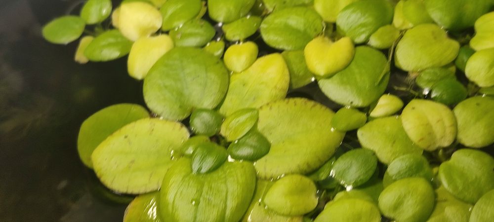 Аквариумные водоросли Лимнобиум