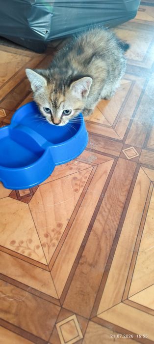Кошенята,  метиси шотландської породи