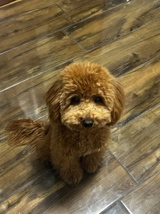 вязка той пудель