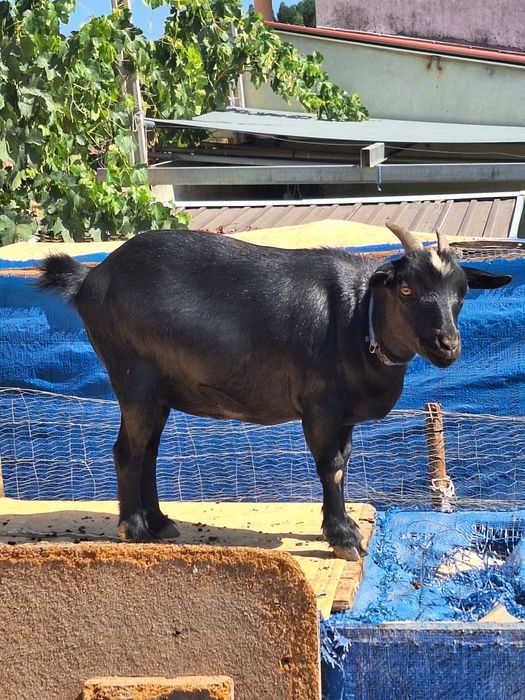 2 Cabras anãs com 1ano e vacinas