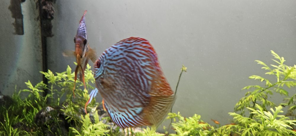 Vendo discus machos adultos