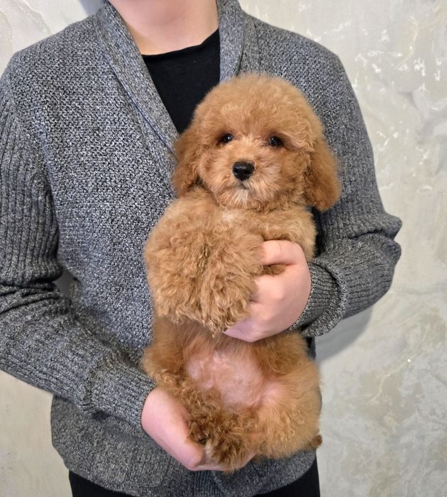 Кучерявий гарнюня