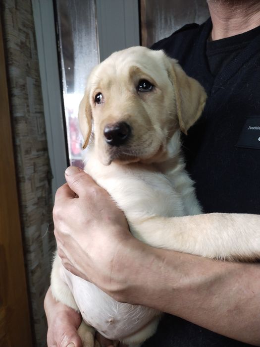 Девочка ищет дом