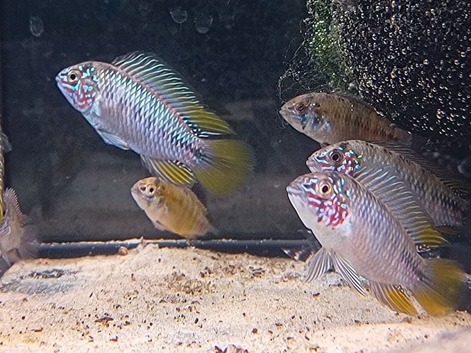 Pielęgniczka borelli od Neon Zoo Warszawa