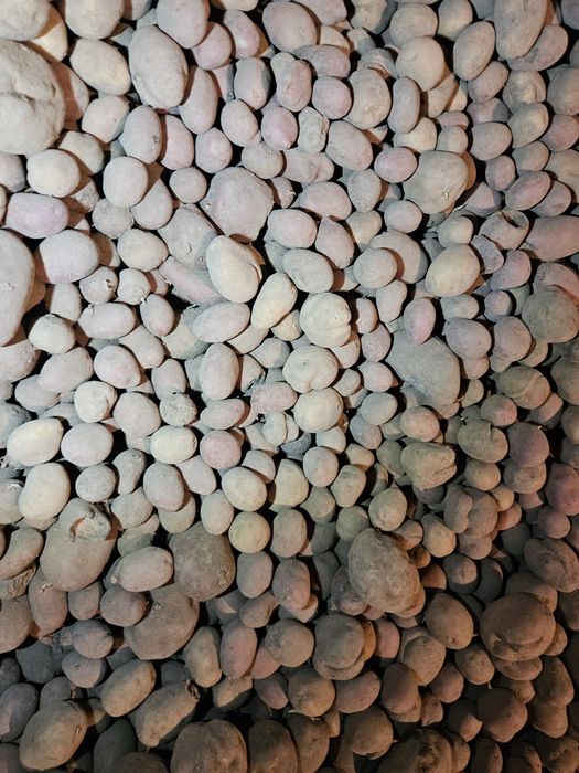 Ziemniaki paszowe odpadowe