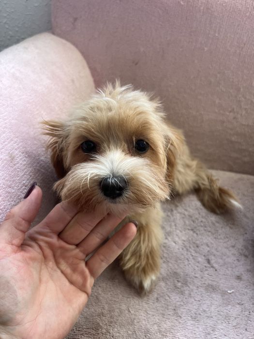 Suczka maltipoo f1
