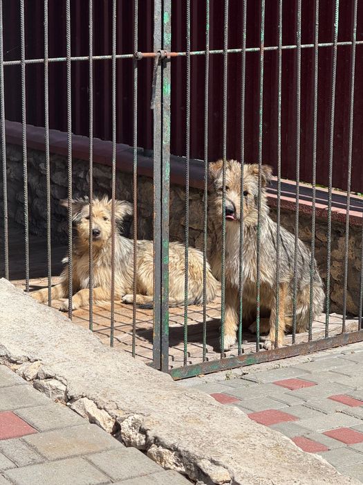 Віддам в хороші руки