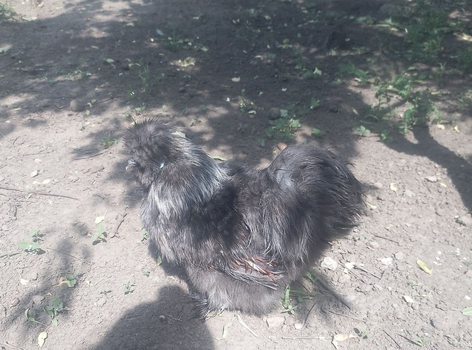 Китайская шёлковая петушки