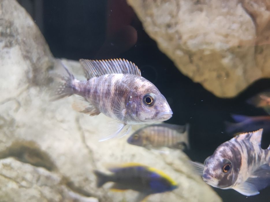 Aulonocara Ob aulonocary