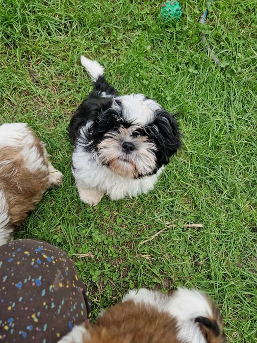 Śliczna suczka rasy Shih Tzu Sępólno Krajeńskie • OLX.pl