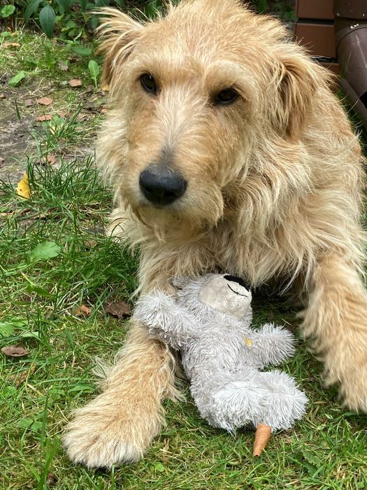 Pies w typie teriera irlandzkiego