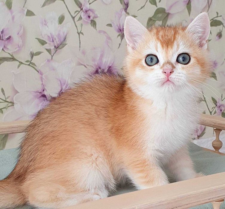 Золотий завуальований Британський котик Фокс