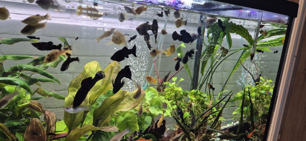 Glonojad , molinezja , krewetka - własna hodowla