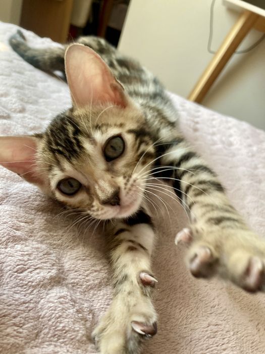 Шикарные бенгалы