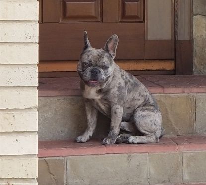 Вязка ,продажа французский бульдог, шпиц,чихуахуа