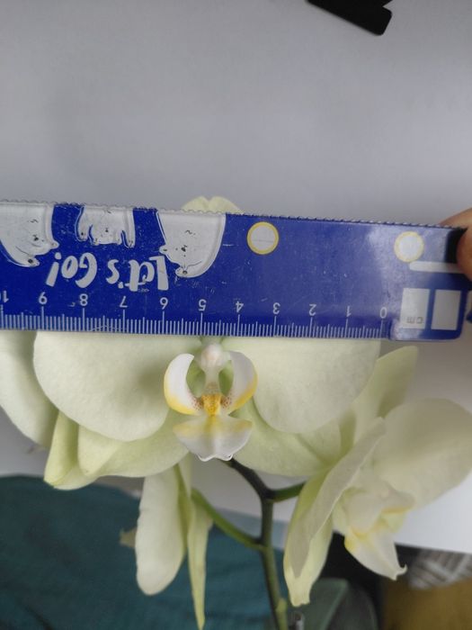 Орхідея  салатова