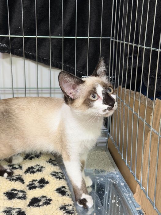 Gatinha bebé para adoção
