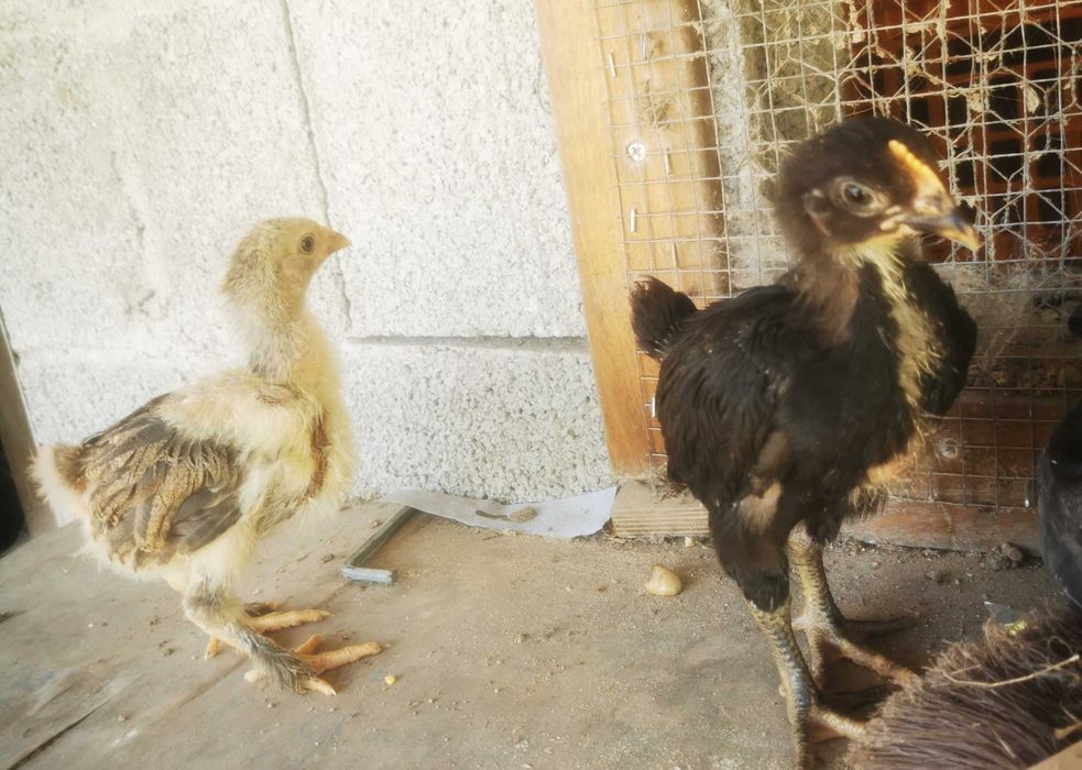 Pintos com 1 mês