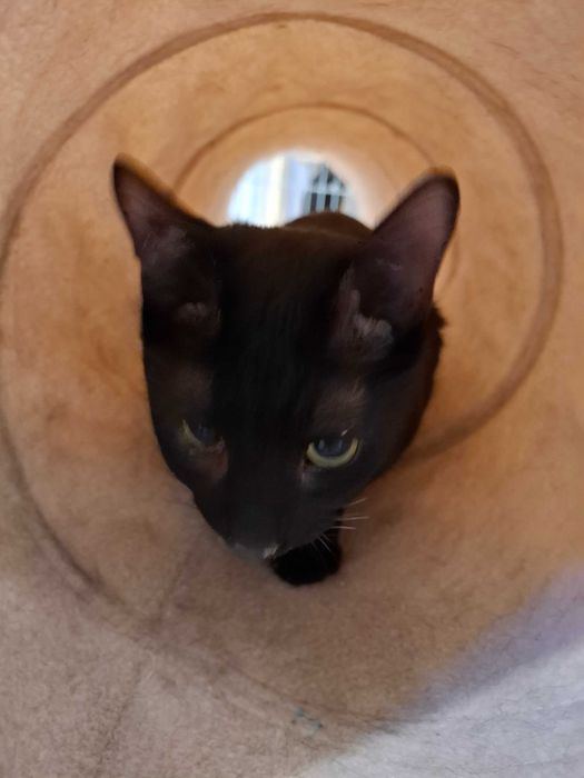 Bergamo-czy kiedykolwiek pozna smak prawdziwego?