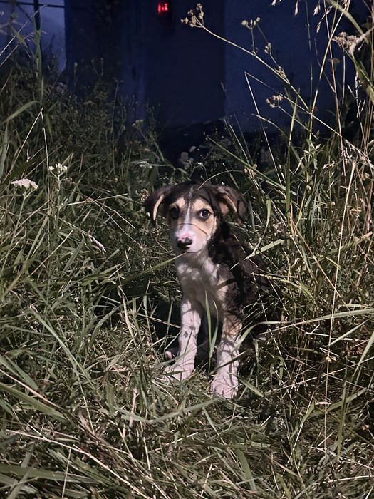 Цуцики, віддамо в хороші руки