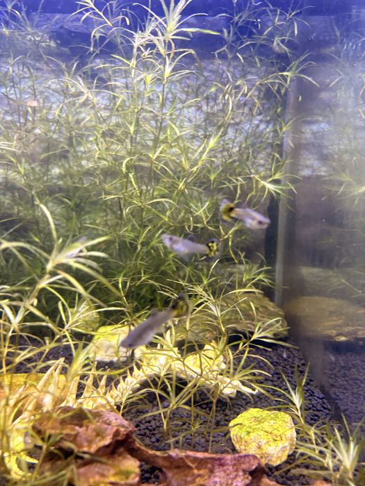 Guppy surtidos amarelo e laranja