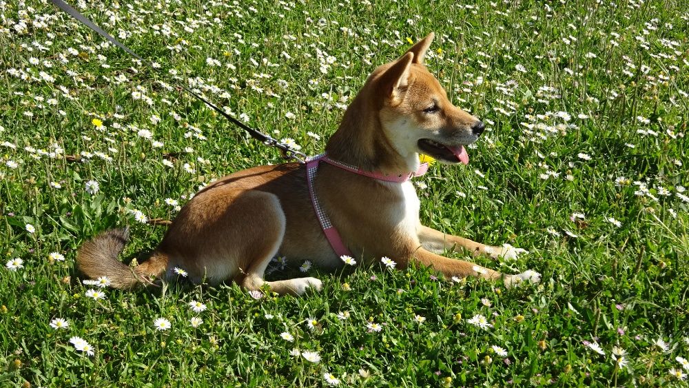 Peitoral para cão porte pequeno médio com brilhantes