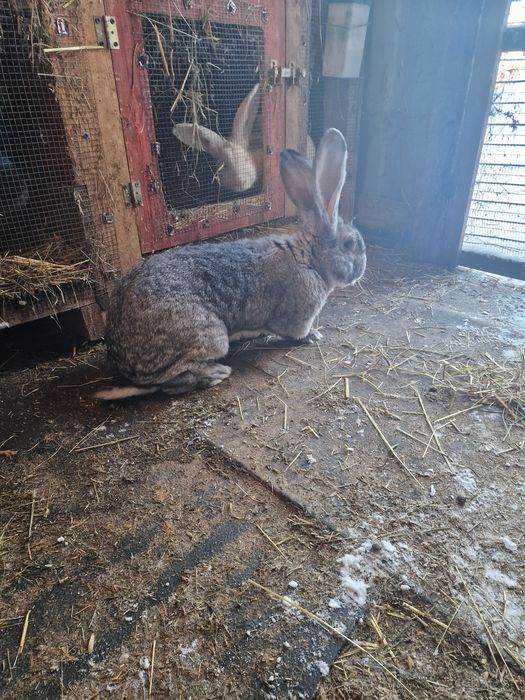 Króliki belgijskie mieszane