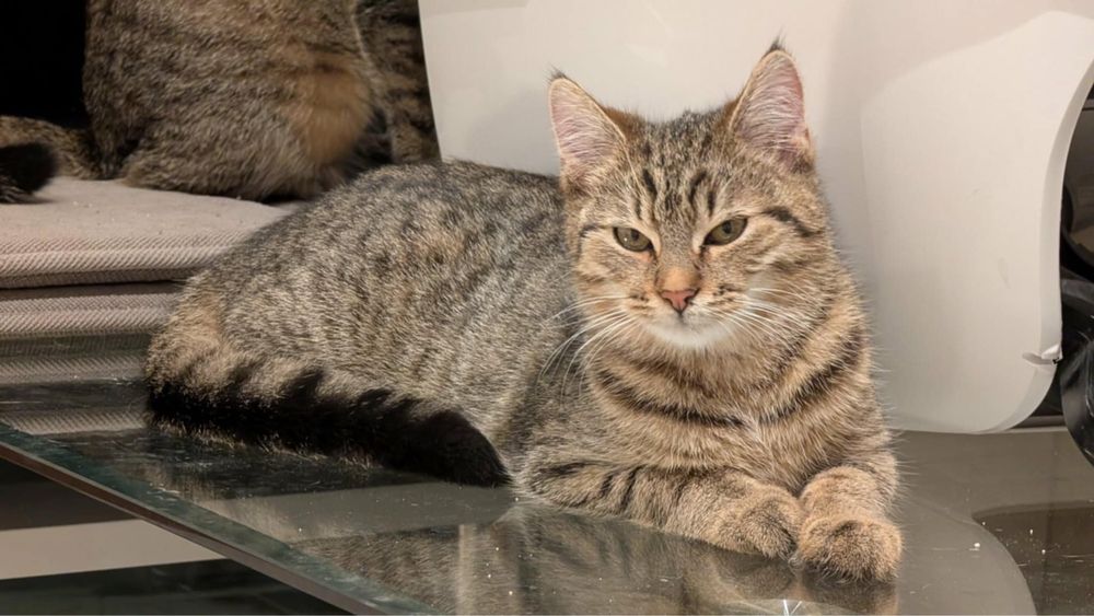 Za darmo takie pręgowane koteczki