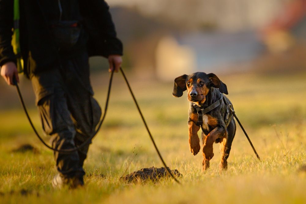 FADO - pies z typu gończy polski