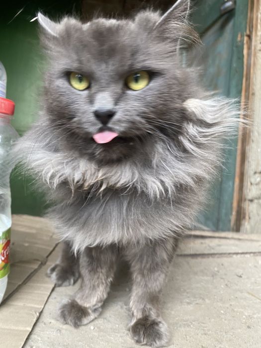 Віддаємо кошенят в добрі руки