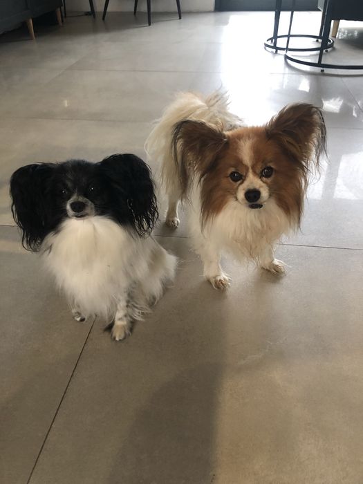 Uroczy szczeniak  papillon