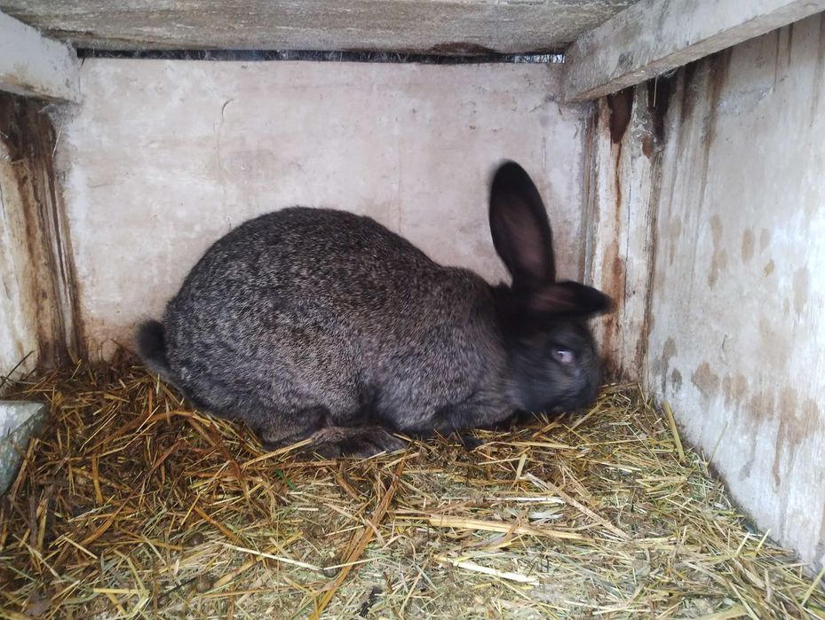 sprzedam króliki samiec i samiczki
