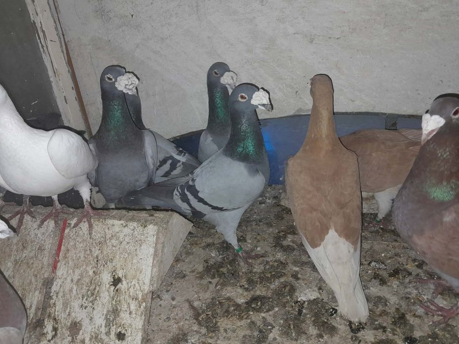 Staropolskie gołębie ozdobne