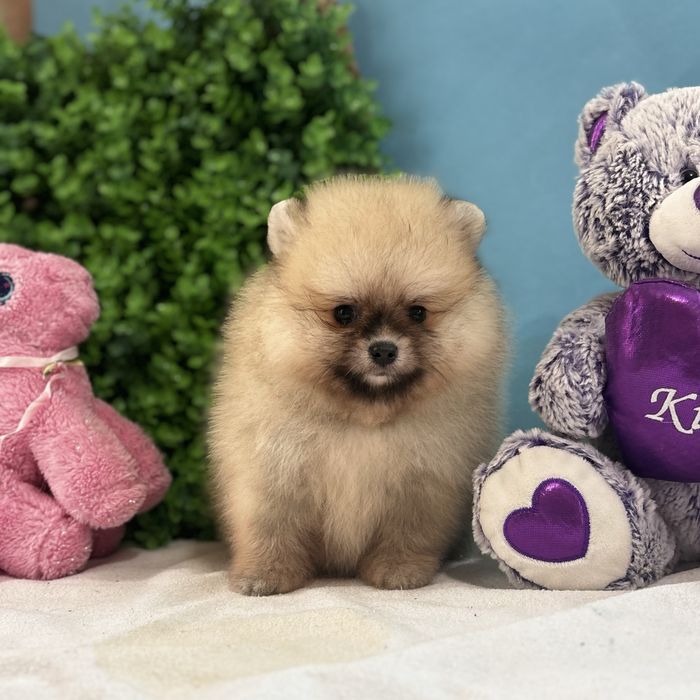 ляльковий Ведмедик шоу классу