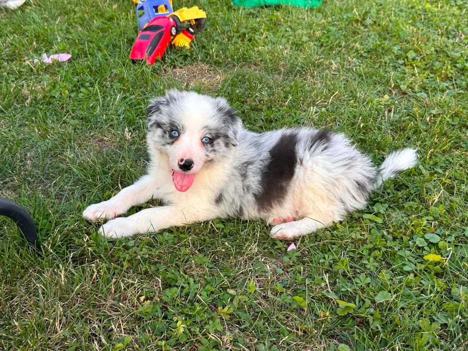 Border collie - śliczne