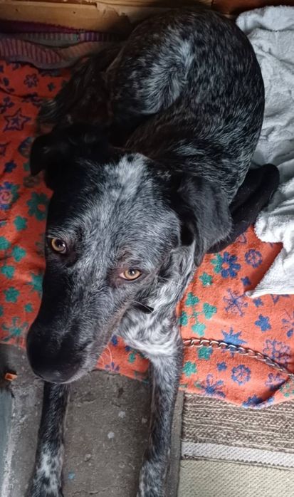 Macho com 9 meses tem chip e registo  120