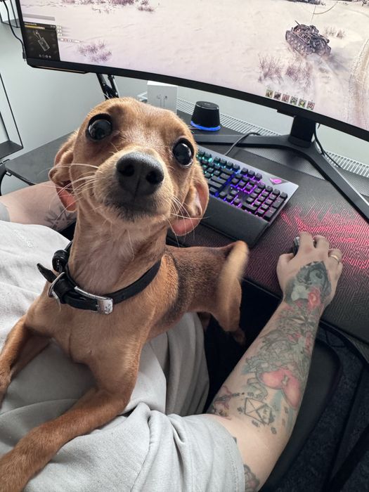 Риженький Той-терʼєр шукає дівчинку для спарювання