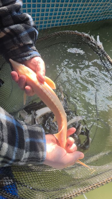 Koi karp karaś orfa złoty lin amur