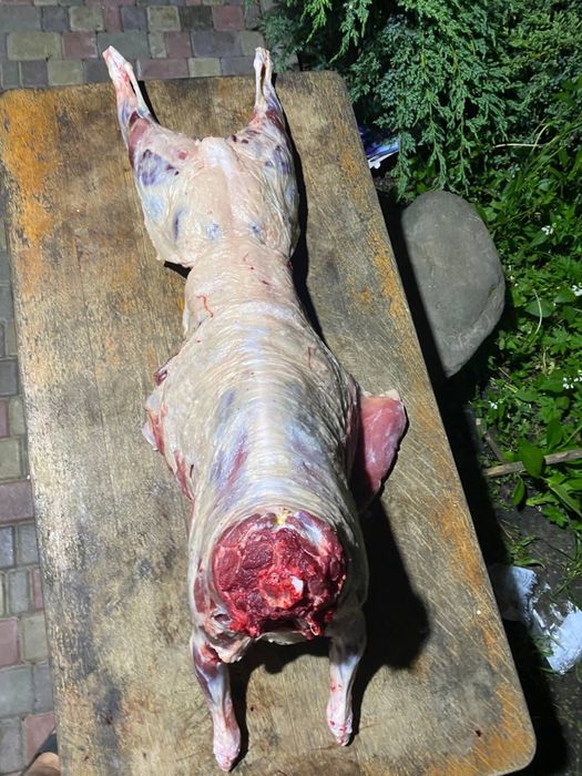 Продам ягнятину вік 5-11 місяців