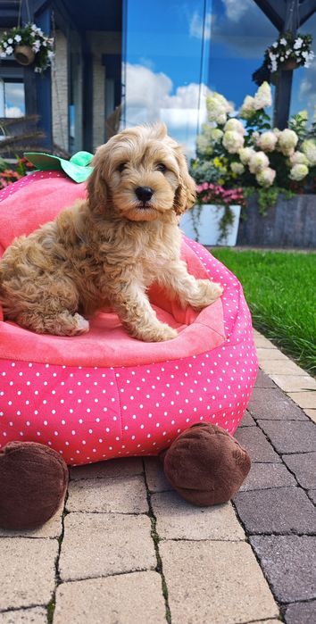 **Cavapoo**cudowny piesek!
