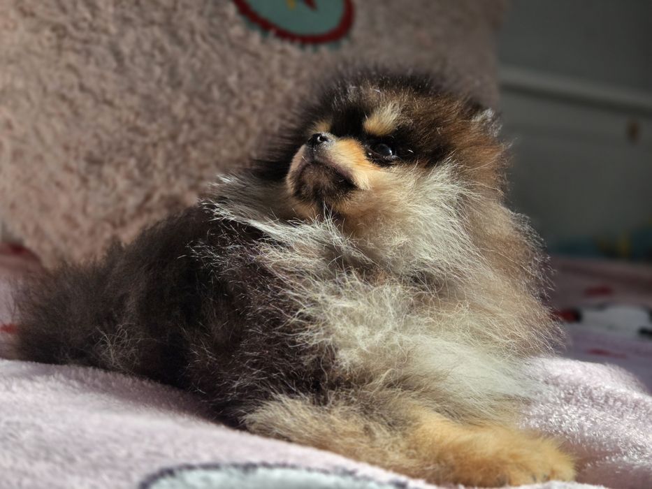 Szpic miniaturowy (chłopiec) black tan