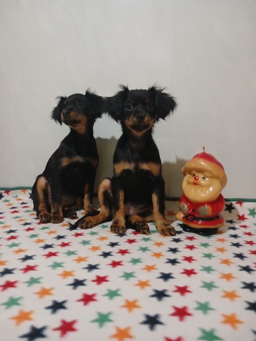 Милашки 2 сестрички тойчики.