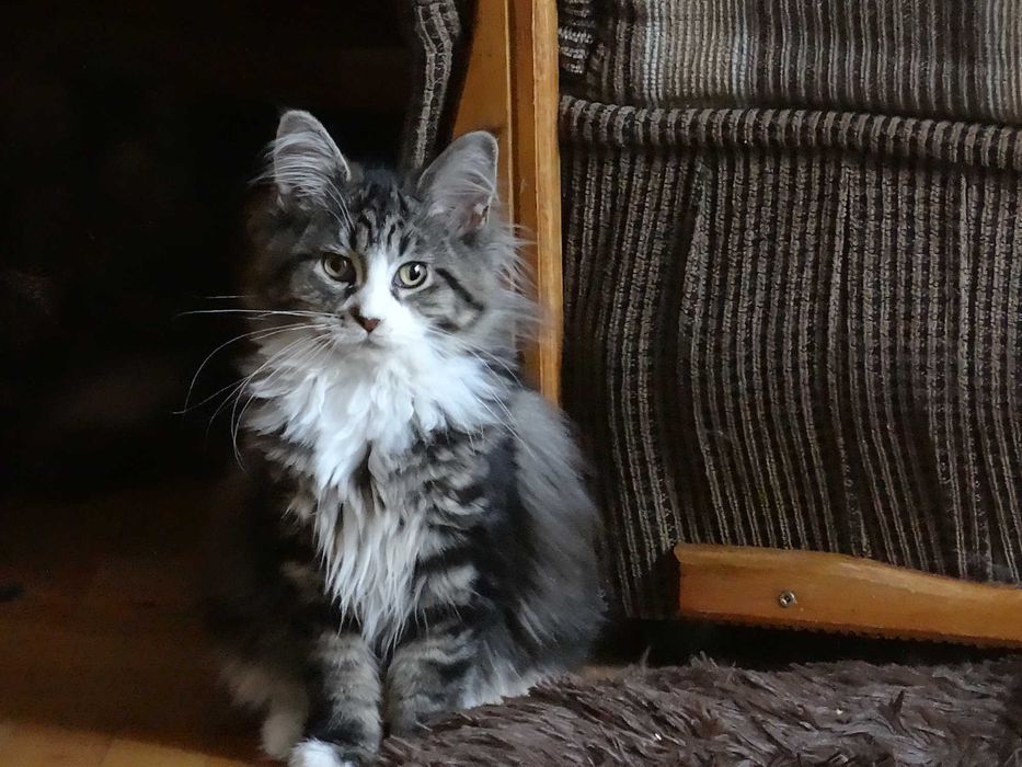 Kotek Maine Coon