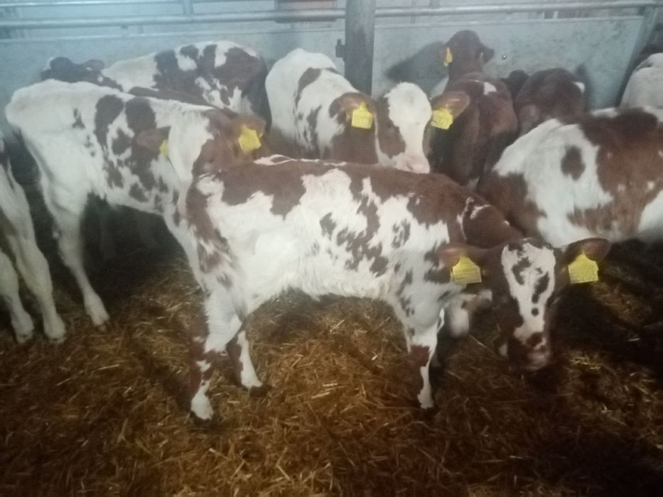 Sprzedam byczki cieliczki