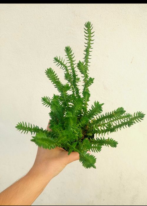 Suculentas variadas 3,5€/ cada