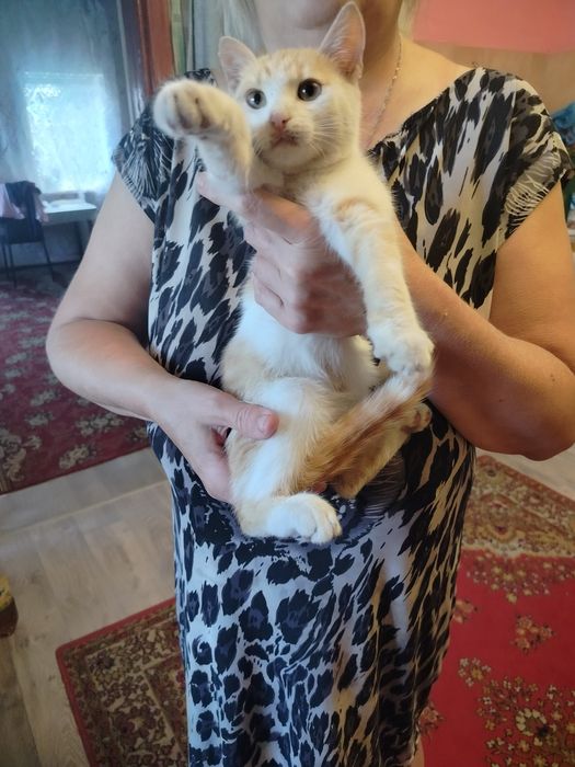 Отдам котенка 3.5 месяца