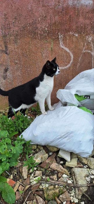 Noa procura uma familia para sempre
